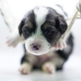 Stitch - Black and tan male Pembroke Welsh Corgi puppy in Vacaville, California from Hope_4thebay_Corgis