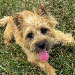 Sonny - Cairn Terrier