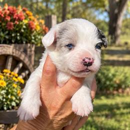 Dusty - Blue merle and white male Cardigan Welsh Corgi puppy in Kerens, West Virginia from Leather & Lace