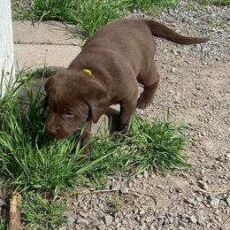 Labrador Retriever Puppies from Rogers Labs