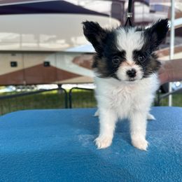 Papillon Puppies from Sapphire Papillons
