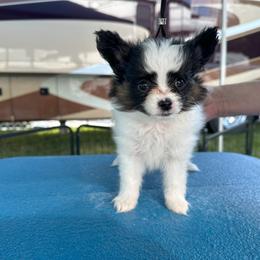 Papillon Puppies from Sapphire Papillons