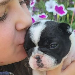 Boxers and French Bulldogs from The Family Frenchie