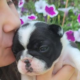 Boxers and French Bulldogs from The Family Frenchie