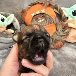 Darth Vader - Belge male Brussels Griffon puppy in Seneca, Missouri from Stephanie’s Puppy Colony