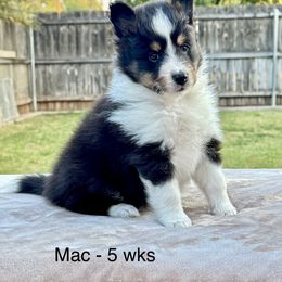 Mac - Black white and tan male Shetland Sheepdog puppy in Abilene, Texas from Double Dare Shelties