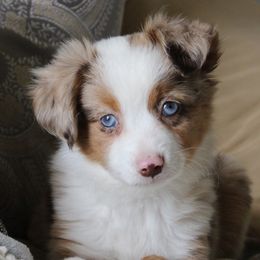 Miniature Australian Shepherds and Toy Australian Shepherds from KangaRoos Little Aussies