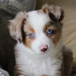 Miniature Australian Shepherds and Toy Australian Shepherds from KangaRoos Little Aussies
