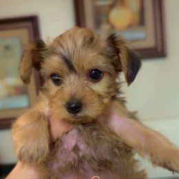 Diamond - Tan female Yorkshire Terrier puppy in Fontana, California from Yorkie