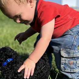 Poodles from G–/ Kennel
