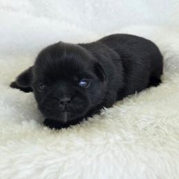 Milo - Black male Shih Tzu puppy in Waynesboro, Pennsylvania from Big Win Shih Tzus
