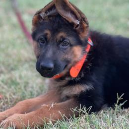 Grey - Black and red female German Shepherd puppy in Sacramento, California from Von Blackwolf German Shepherds