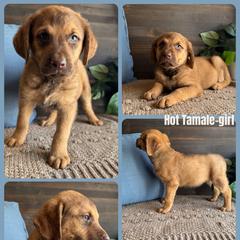 Chesapeake Bay Retriever and German Shorthaired Pointer Puppies from North Wind Gundogs