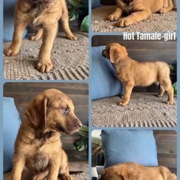 Chesapeake Bay Retriever and German Shorthaired Pointer Puppies from North Wind Gundogs