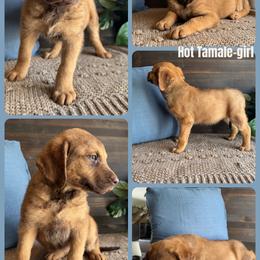 Chesapeake Bay Retriever and German Shorthaired Pointer Puppies from North Wind Gundogs