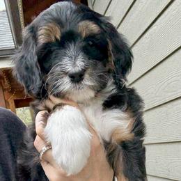 Wallowa - Black and white female Sheepadoodle puppy in Roseburg, Oregon from Sharon’s Sheepadoodle’s