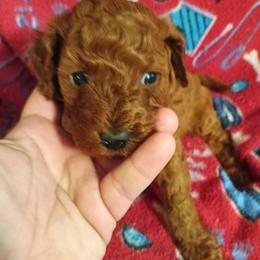 Boy two - Red male Cavapoo puppy in East Providence, Rhode Island from Marta's Cavaliers