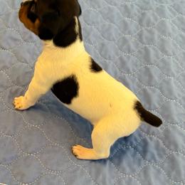 Squiggy - White black and tan male Rat Terrier puppy in Savoy, Texas from Rockin EZ Rat Terriers