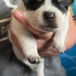 Boy 5 - Blue male Australian Cattle Dog puppy in Norton, Ohio from Australian Cattle Dog Company