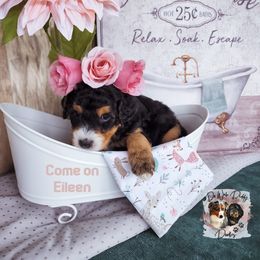 Assorted Doodle Crosses Puppies from Do Wah Diddy Doodles