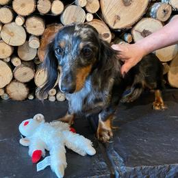 Eve - Dachshund