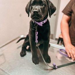 Labrador Retriever Puppies from Steele Caliber Retrievers