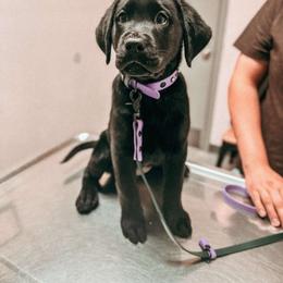 Labrador Retriever Puppies from Steele Caliber Retrievers