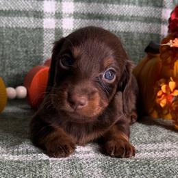 Perry - Chocolate and tan male Dachshund puppy in Alice, Texas from Crimson’s longhair Dachshunds