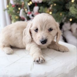 Ronaldo - Cream male Dachshund puppy in Richmond, Virginia from Irresistible Dachshunds & Cavaliers