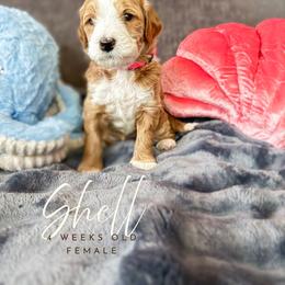 Shell - Apricot female Goldendoodle puppy in Garden Grove, California from Sunkissed Doodles