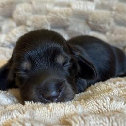 Licorice - female Dachshund puppy in Fieldbrook, California from Honeydox Miniature Dachshunds