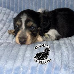 Tinker - Piebald female Dachshund puppy in Ramona, Oklahoma from Schmitt Dachshunds