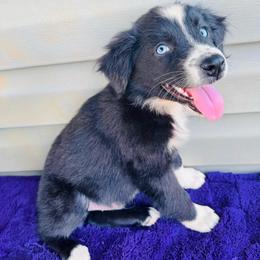 Smokey - Black & white male Australian Shepherd puppy in Charlotte, North Carolina from Awesome Aussies