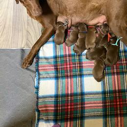 Light pink - Chocolate female Labrador Retriever puppy in Heath Springs, South Carolina from Rich Hill Retrievers