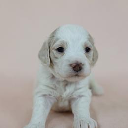 Karl Malone - Cream male Goldendoodle puppy in Pleasant Grove, Utah from Canterbury Canines