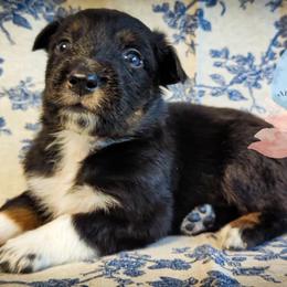 Kyanite - Black tri-color male Australian Shepherd puppy in Honeoye Falls, New York from Soaring SKKY Australian shepherds
