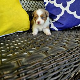 Red Merle Male - Red merle male Toy Australian Shepherd puppy in Missouri from MadCat Toy Aussies