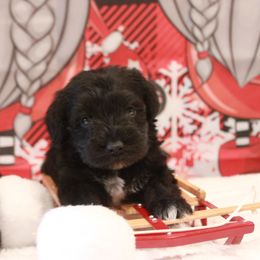 Miniature Schnauzer Puppies from A'Lord Miniature Schnauzer