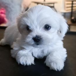 COLT - White male Mal-Shi puppy in Belleville, Michigan from Michigan Maltese Puppies