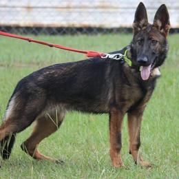 Val - German Shepherd