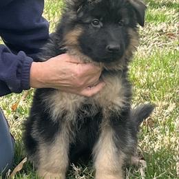Grey collar - Black and red male German Shepherd puppy in Pana, Illinois from von Fenja German Shepherd Dogs