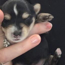 Girl 1 - Black and tan female Yorkshire Terrier puppy in Willow Grove, Pennsylvania from Willow Grove Yorkie