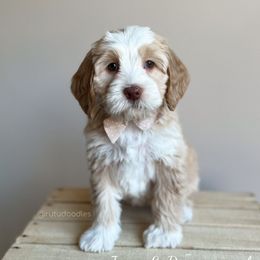 Marley - Caramel female Australian Labradoodle puppy in Belding, Michigan from Rutu Australian Labradoodles