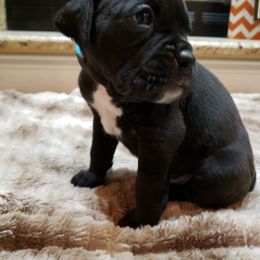 Boxer Puppies from Furevermore Boxers