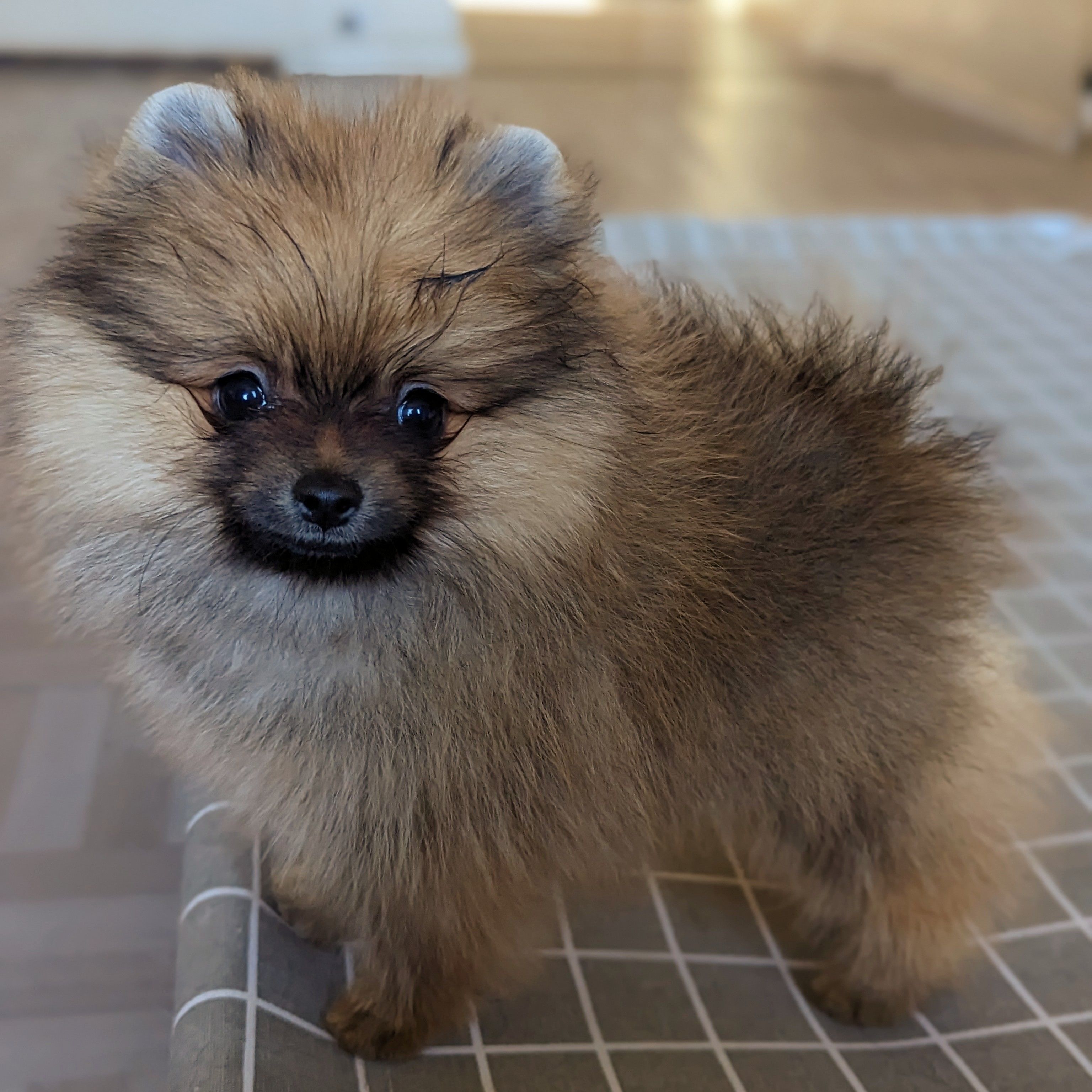 Pop Off Pomeranians in Utah | Pomeranian puppies | Good Dog