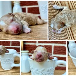 Goldendoodle and Poodle Puppies from SnickerDoodlePups