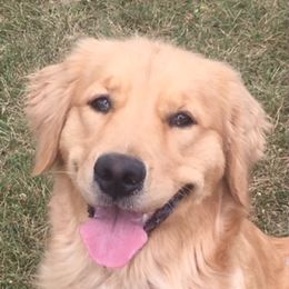 Golden Retriever All Grown Up from Barefoot Goldens