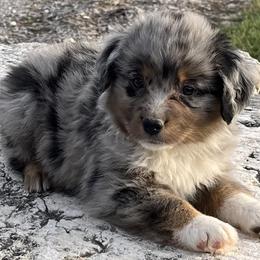 Vinnie - Blue merle male Miniature Australian Shepherd puppy in Godley, Texas from Nana and Paws Aussies