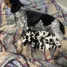 English Springer Spaniel Puppies from Cherri Furness