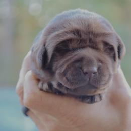 Teal Girl - Chocolate female Labrador Retriever puppy in Linville, Virginia from Virginia Labradors